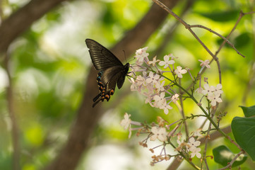 Obraz na płótnie Canvas Black Swallowtail 