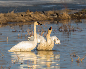 Trumpeter Swan Pair