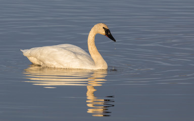 Trumpeter Swan