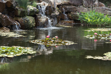 Pond with a waterfall and water plants in the city park on a sunny spring day