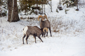 Naklejka premium Rocky Mountain NP