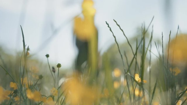 Man Walking in Nature, Beautiful Green Meadow