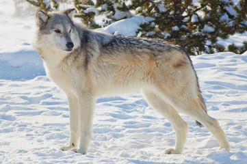 Wolves Yellowstone NP