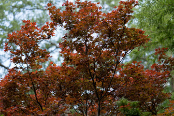 Tree branches with leaves in Dallas city park on a sunny day