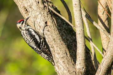 Red-Headed Woodpecker - 3