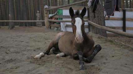 Foal in corral in the summer. The horse lies.