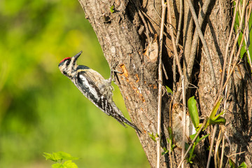 Red-Headed Woodpecker - 1