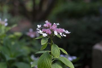 Beautiful flowers in the city park of Dallas on a sunny day