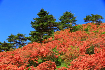 気仙沼 新緑の徳仙丈山