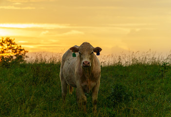 Cow Standing in Kentucky Field