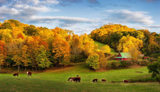 Autumn Appalachian farm at the end of the day - cows on back roads near Boone North Carolina