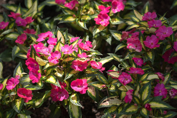 Beautiful flowers in the city park of Dallas sunny afternoon
