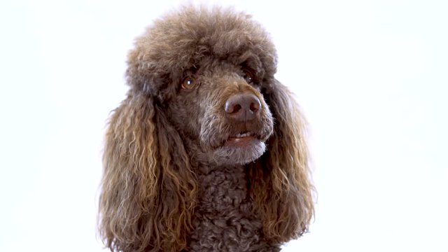 4K Close-Up Video Portrait of Brown Poodle On White Background