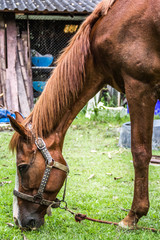 Brown Horse With Green Grass