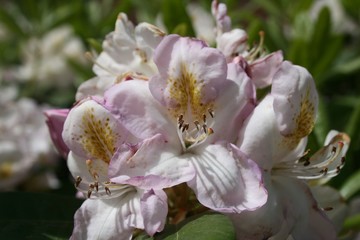 White Flowers and Rhododendron
