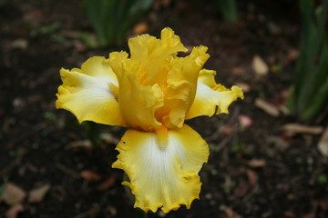 Fototapeta na wymiar Yellow Iris