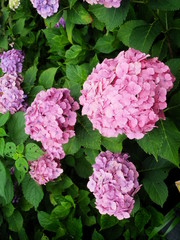 【鎌倉】明月院の紫陽花（ピンク）