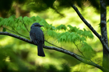 新緑の森のヒヨドリ