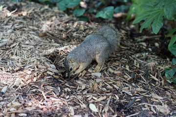 Squirrel in search of its stocks in the city park on a sunny spring day