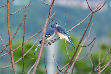 Two Blue Jays on a branch, one sharing food with its mate