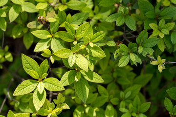 Tree branches with leaves in Dallas city park on a sunny day