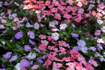 Beautiful flowers in the city park of Dallas sunny afternoon