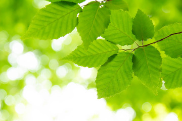 Fototapeta na wymiar 新鮮な緑の葉に落ちる太陽の光