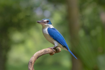 The collared kingfisher is a medium-sized kingfisher belonging to the subfamily Halcyoninae, the tree kingfishers. It is also known as the white-collared kingfisher or mangrove kingfisher.