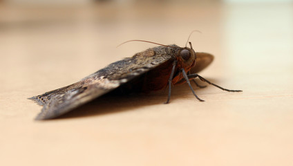 Polilla Gigante