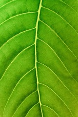 bright green leaf texture