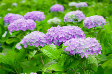 初夏のあじさい