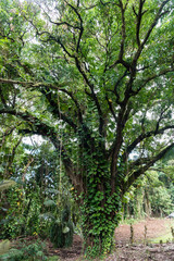 A beautiful tropical tree near the Rainbow falls on the Big Island of Hawaii