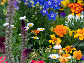 Assortment of Flowers 