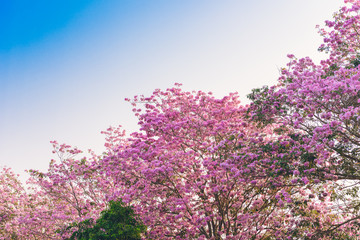 Obraz premium Tabebuia rosea is a Pink Flower neotropical tree