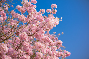 Tabebuia rosea is a Pink Flower neotropical tree and blue sky
