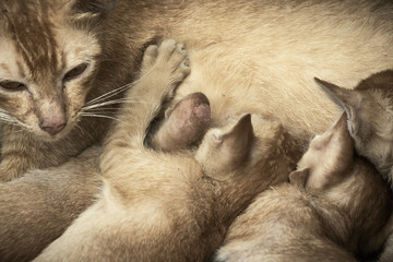 Cute portrait young cats eating mother's milk on vintage picture style.