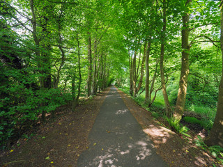 Sunny spring forest,Northern Ireland