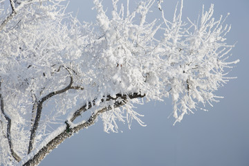 Snow on a trees. Frost branches on blue sky background.