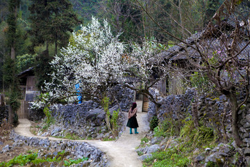 Fototapeta premium Spring