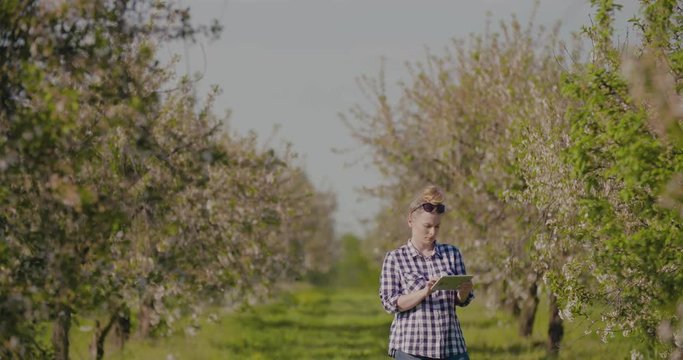 Agronomist or Farmer Examining Blossom Branch In Orchard