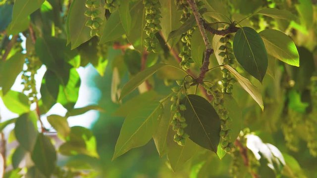 tree branches with green leaves poplar rocking in the wind slow motion video. nature landscape concept leaves tree branch lifestyle