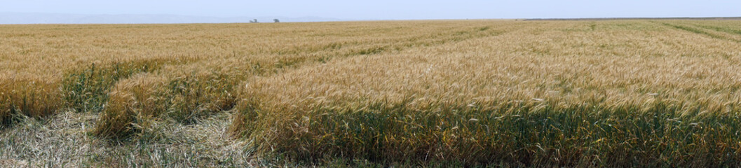 Panorama of wheat field