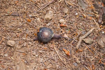 Armstrong Redwoods State Natural Reserve, California - to preserve 805 acres of coast redwoods (Sequoia sempervirens). The reserve is located in Sonoma County, Guerneville.