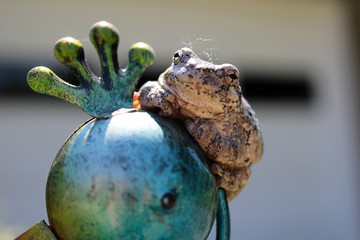 Sleepy Gray Tree Frog