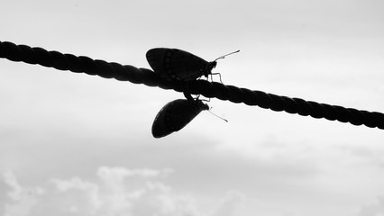 The Real butterflies Silhouette are holding the rope. Close up in the black and white picture.