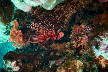 Lion fish