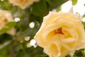 薔薇(シェネバルツァー)