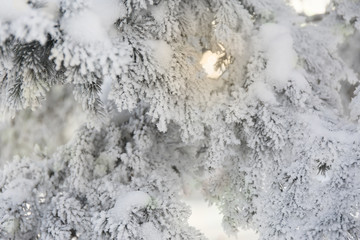 Obraz na płótnie Canvas Snow-cowered fir branches. Winter blur background. Frost tree