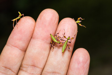 Obraz premium Young leaf insect (Phyllium westwoodi)