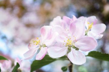 apple tree flowers blossoming in the sunny garden